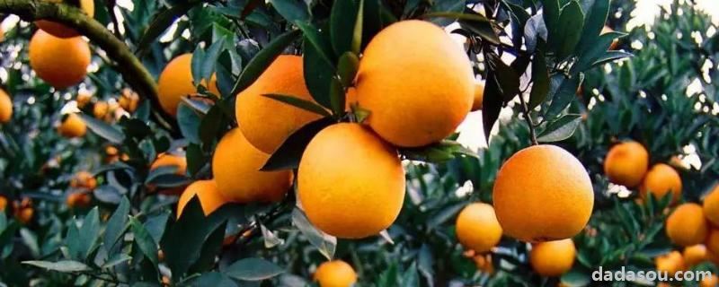 春季柑橘要打什么农药，怎么施肥