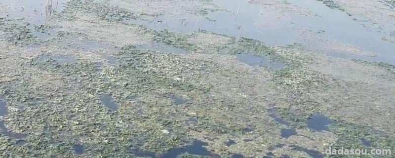 龙虾塘里青苔到底要不要处理,池塘杀青苔最有效的方法