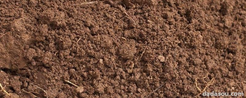 多菌灵土壤消毒方法及比例，多菌灵直接拌花土里可以吗