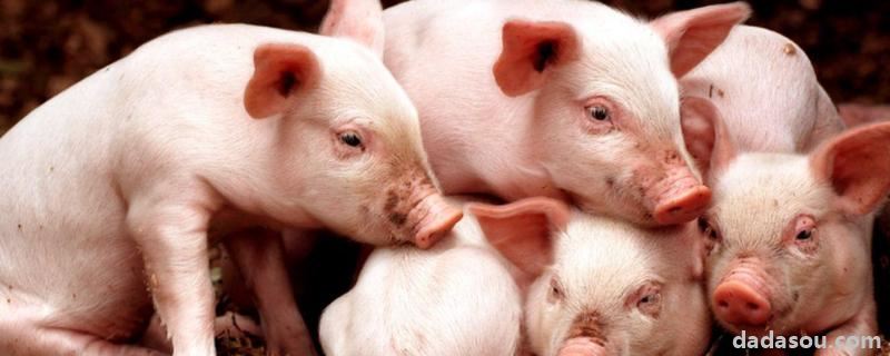 猪传染性胃肠炎特效药，治小猪拉稀的特效药