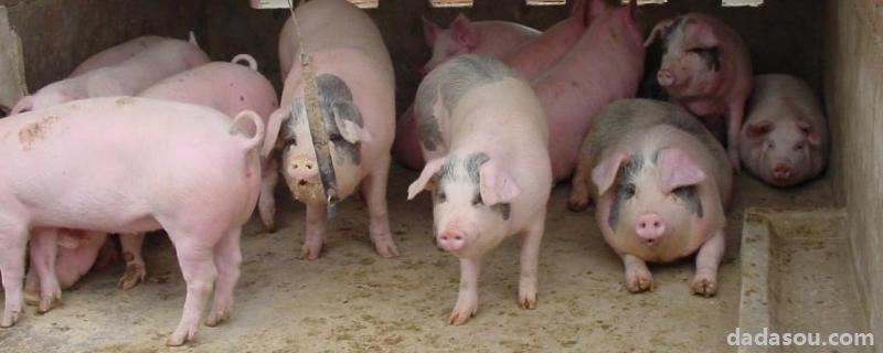 猪吃木炭有危害吗，猪用林可霉素加头孢治疗什么
