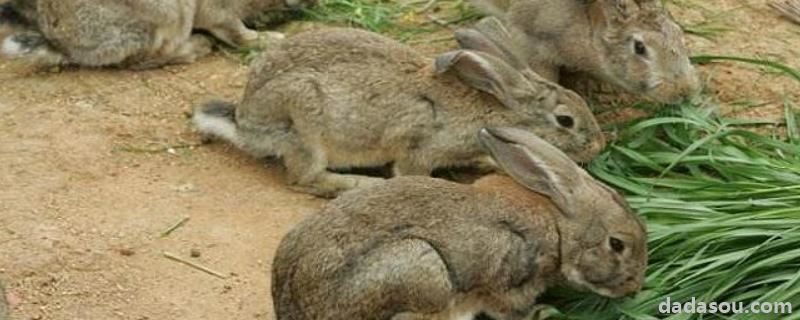 哪有种兔<a href=https://www.dadasou.com/ny/yangzhi/ target=_blank class=infotextkey>养殖</a>基地，兔粪最简单的发酵方法