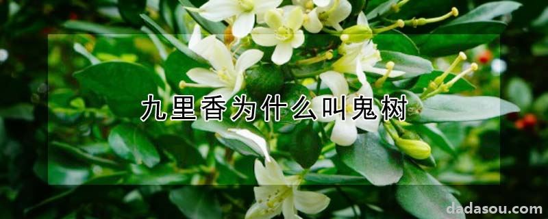 九里香为什么叫鬼树