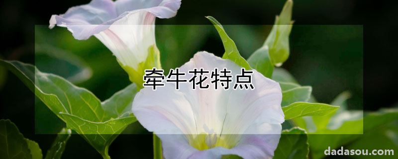 牵牛花特点