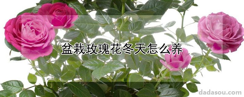 盆栽玫瑰花冬天怎么养