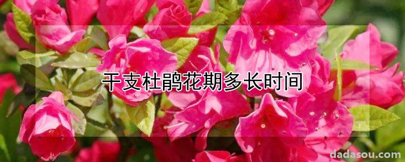 干支杜鹃花期多久（干支杜鹃花期多长时间）