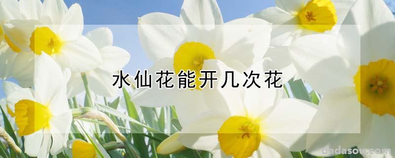 水仙花能开几次花