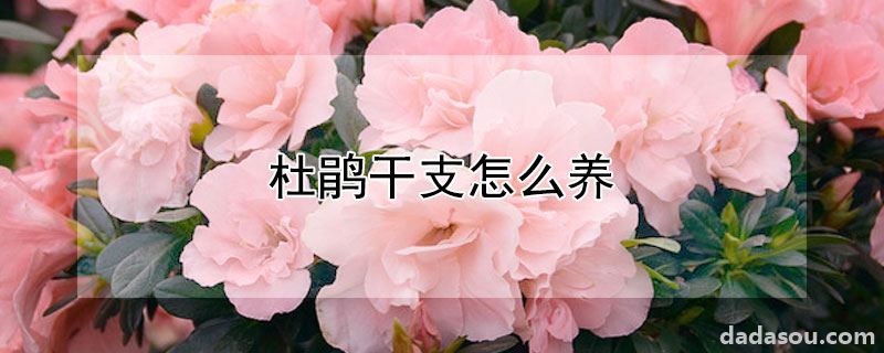 杜鹃干支怎么养