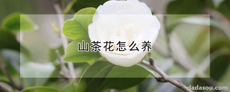 山茶花怎么养