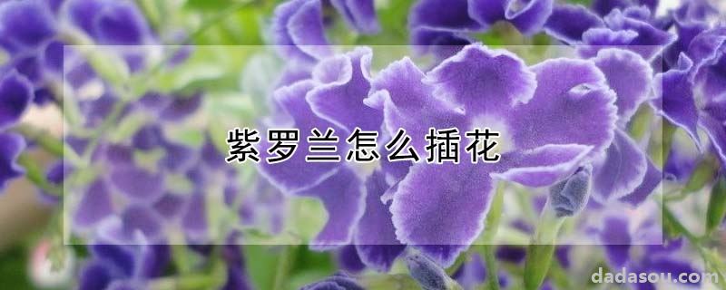 紫罗兰怎么插花