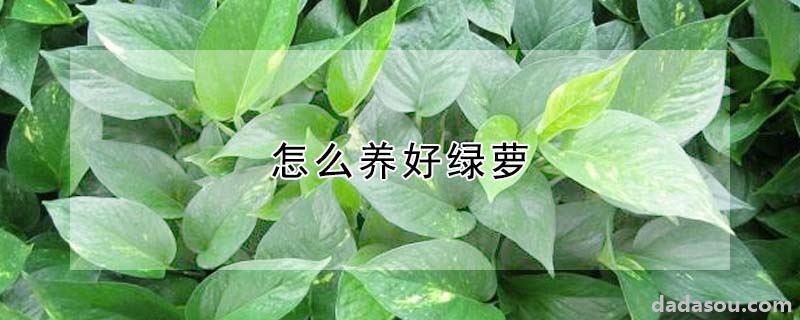 怎么养好绿萝