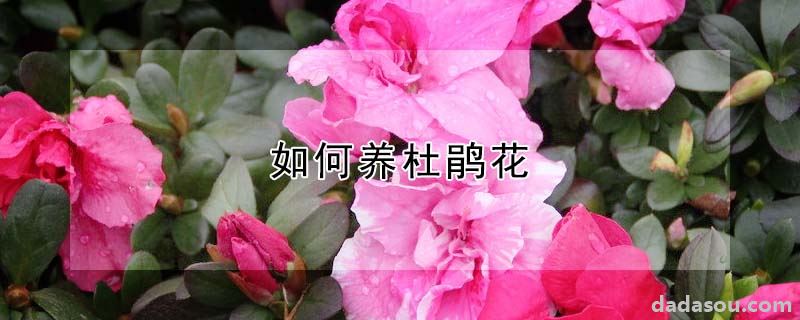 如何养杜鹃花