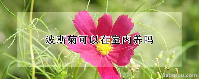 波斯菊可以在室内养吗