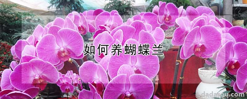 如何养蝴蝶兰