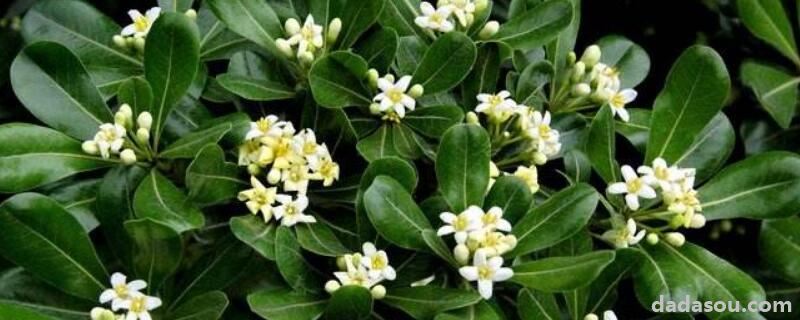 海桐催芽方法