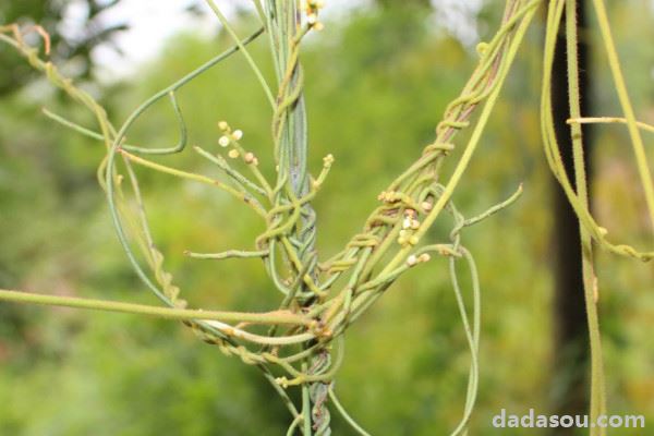 无根藤与菟丝子的区别