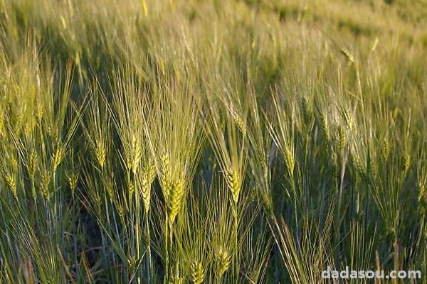 大麦草与小麦草的区别
