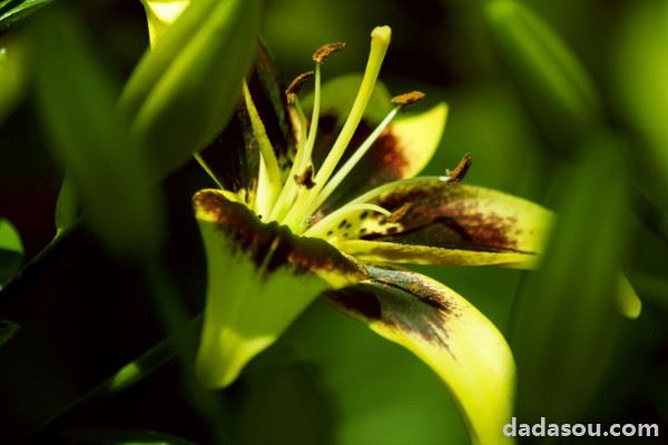 百合花和马蹄莲的区别