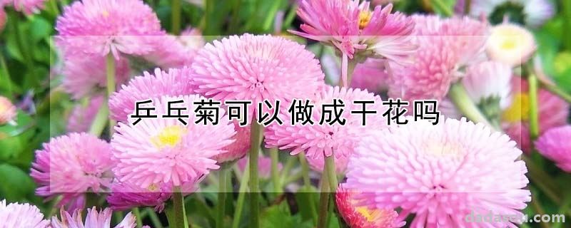 乒乓菊能做成干花吗（乒乓菊可以做成干花吗）