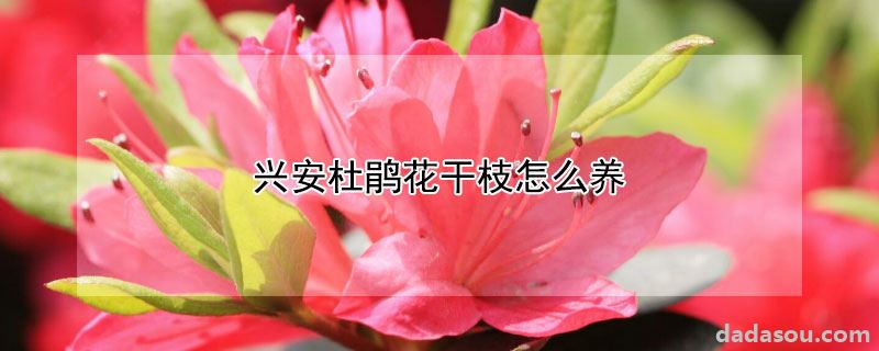 兴安杜鹃花干枝怎么养
