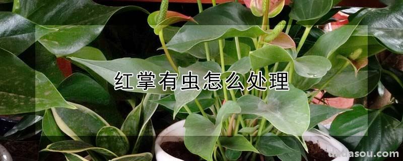 红掌有虫怎么处理