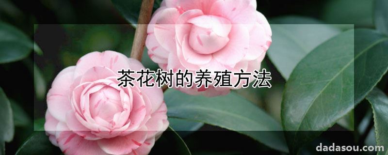 茶花树的养殖方法
