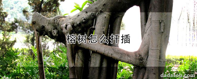 榕树怎么扦插