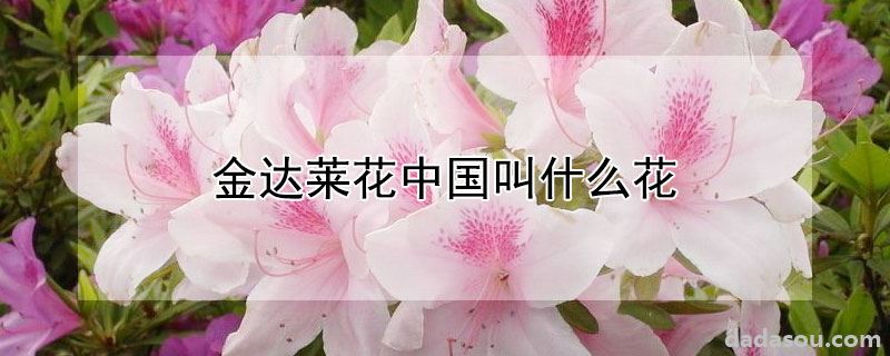 金达莱花中国叫什么花