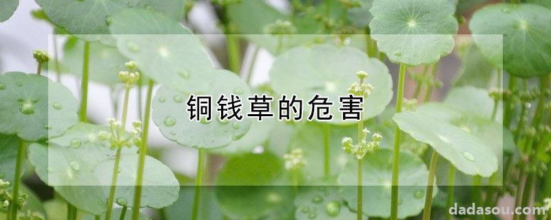 铜钱草的危害