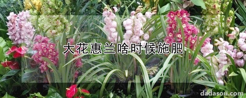 大花惠兰啥时候施肥