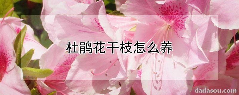 杜鹃花干枝怎么养