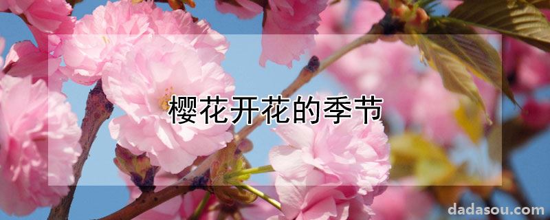 樱花开花的季节
