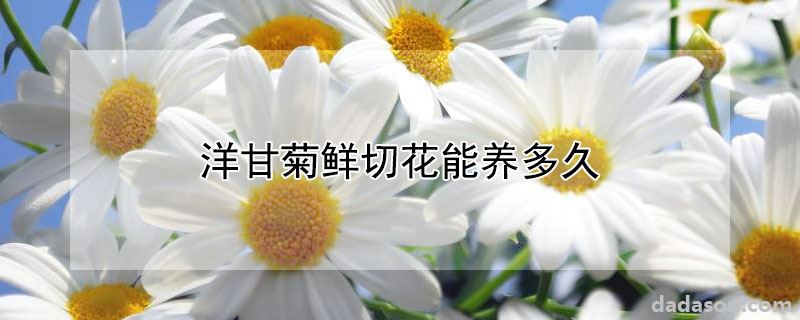 洋甘菊鲜切花能养多久