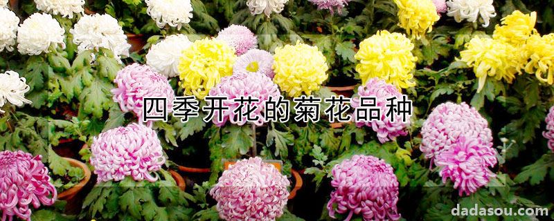 四季开花的菊花品种