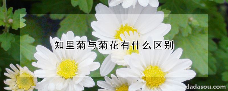 知里菊与菊花有什么区别