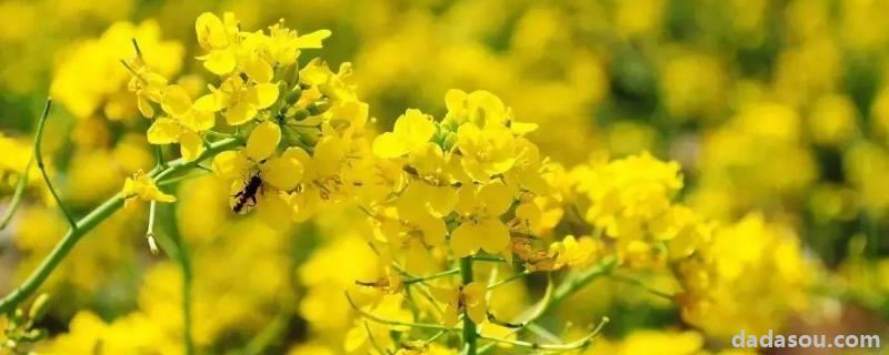 油菜开花可以打农药吗,一般打什么农药