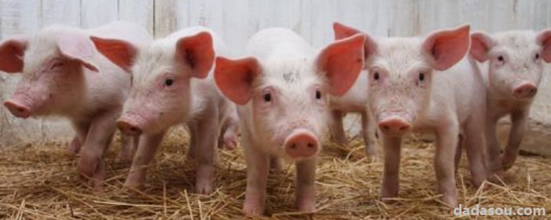 刚出生小猪口服庆大的作用，25公斤小猪一天吃多少饲料