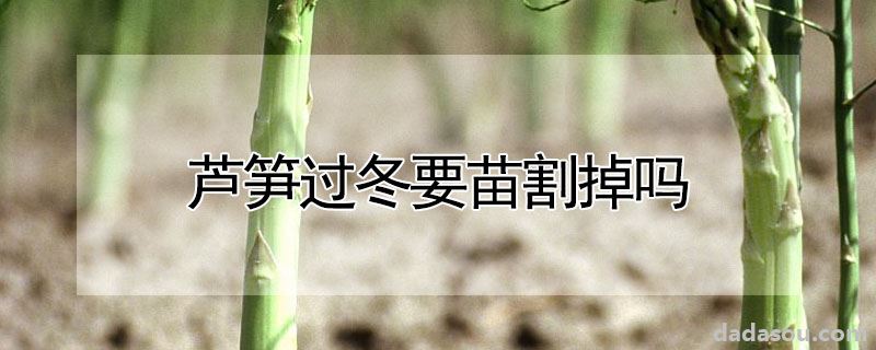 芦笋过冬要苗割掉吗