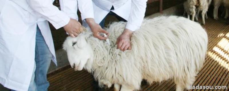 小羊羔能打口蹄疫疫苗吗，口蹄疫疫苗冷冻了还能用吗