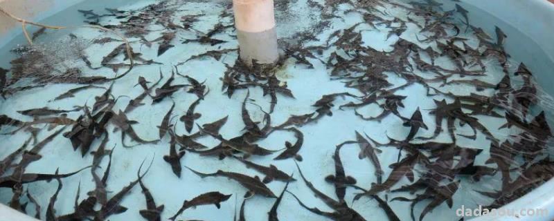人工饲养的中华鲟吃什么，野生的中华鲟是几级保护动物