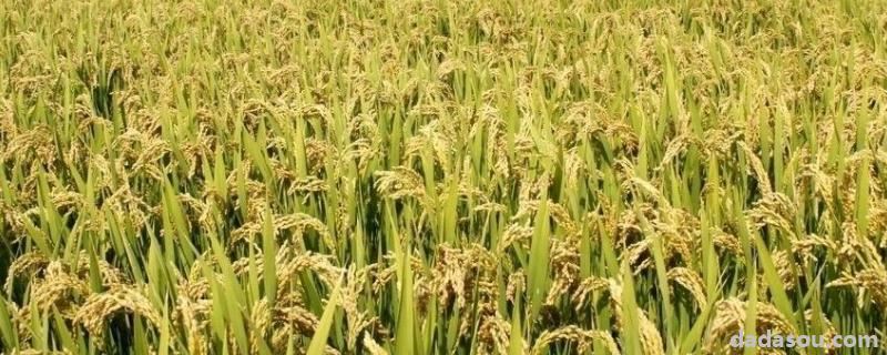 垦稻43水稻品种介绍