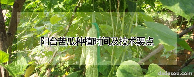 阳台苦瓜种植时间及技术要点