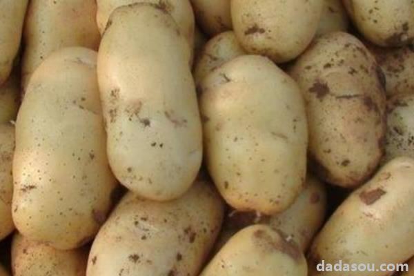 薯类品种图片介绍
