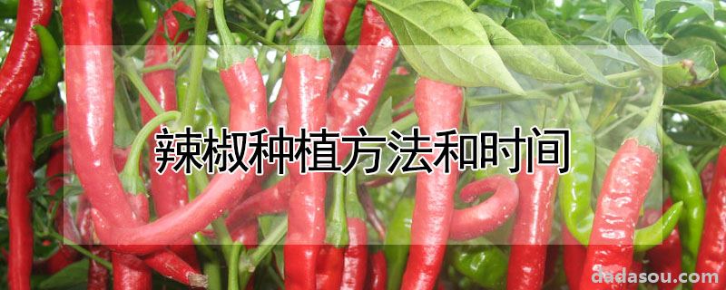 辣椒种植方法和时间