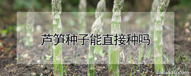 芦笋种子能直接种吗