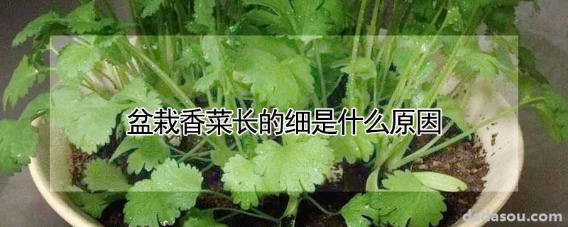 盆栽香菜长的细是什么原因