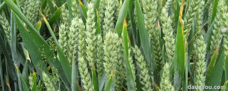 小麦控旺能加芸苔素吗,芸苔素不可以和什么农药使用