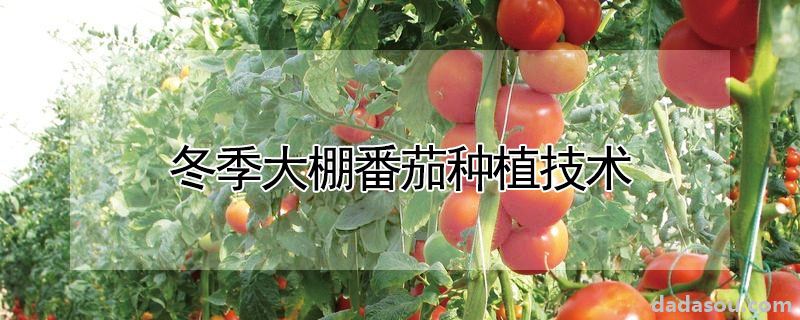 冬季大棚番茄种植技术