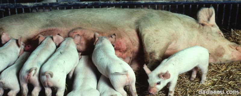 猪从配种到生产几个月，母猪静立后几小时配种