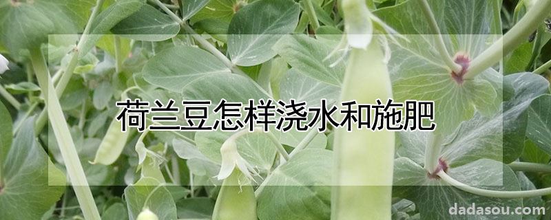 荷兰豆怎样浇水和施肥